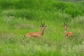 A pair of Indian gazelles antelopes with long and pointed horns standing amidst green grass land at Rajasthan