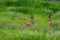 A pair of Indian gazelles antelopes with long and pointed horns standing amidst green grass land at Rajasthan