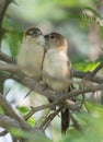 A pair of Indian Silverbill bird