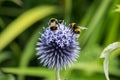 White-tailed Bumble bees feeding from a purple flower Royalty Free Stock Photo