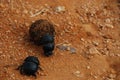 Africa- Close Up of Dung Beetles Rolling a Ball of Dung Royalty Free Stock Photo