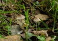 A pair of inedible fairy bonnet mushrooms.