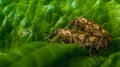 Pair of insects making love Royalty Free Stock Photo