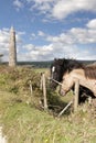 Pair of Irish horses and ancient round tower