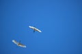 Unbelievable ballet. Black and white birds against blue sky with open wings.