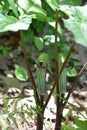 Pair of Jack in the Pulpits Growing in Wooded Area Royalty Free Stock Photo