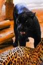 Pair of Jaguars in zoo thailand Royalty Free Stock Photo