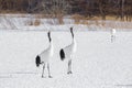 Pair of Japanese Cranes Courting on Snow
