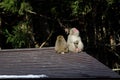 Pair of Japanese macaques on a roof. Royalty Free Stock Photo