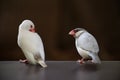 Pair of java sparrow birds, one albino and one pale-grey colored perched on the railings