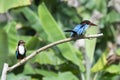 a pair Javan kingfisher is perched on a branch Royalty Free Stock Photo