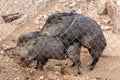 Pair of Javelina Pigs (peccary or skunk pig) animals mating in Captivity