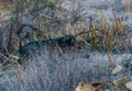 A pair of javelinas (Pecari tajacu) walk through the desert in Big Bend National Park Royalty Free Stock Photo