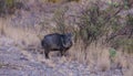 A pair of javelinas walk through the desert in Big Bend National Park Royalty Free Stock Photo