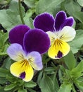 Pair of of Johnny-Jump-Up Viola two 2 blossoms blooms