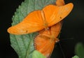 A pair of Julia heliconians Royalty Free Stock Photo