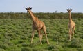 Pair of African giraffes Royalty Free Stock Photo