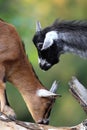 Pair of juvenile African Pygmy goats in zoological garden