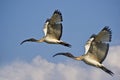 Pair of Juvenile African Sacred Ibis in Flight Royalty Free Stock Photo