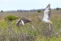 Juvenile American White Ibises Taking Flight Royalty Free Stock Photo