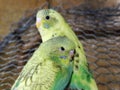 Pair of juvenile Budgies cuddling.