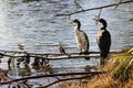 A pair of juvenile pied shags