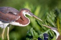 A pair of juvenile tricolored herons