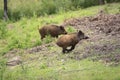 Group of juvenile Wild boars in a forest during summer period Royalty Free Stock Photo