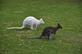Pair of Kangaroos