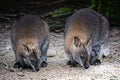 Pair of kangaroos eating food