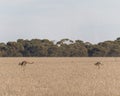 Pair of kangaroos jumping around on a dry grassy field in Australia