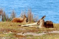 A pair of kangaroos lying in the grass