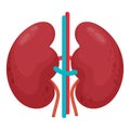 Pair of kidneys. Human organ. Vector illustration in flat cartoon style. Anatomy concept.