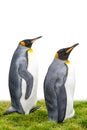 Pair of 2 king penguins isolated against white background Royalty Free Stock Photo
