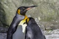 Pair of king penguins