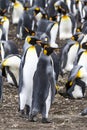 Pair of King Penguins - Falkland Islands