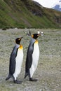 A Pair of King Penguins in Profile Standing on a Rocky Beach in South Georgia