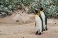 Pair of king penguins standing on the sand Royalty Free Stock Photo