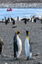 Pair of King penguins standing tall and bonding, in a large colony of penguins, on the beach at St. Andrews Bay, South Georgia, in Royalty Free Stock Photo