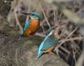 Pair of kingfisher sitting together on a branch Royalty Free Stock Photo