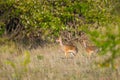 Pair Kirks Dikdik, Forest Edge, Kenya Royalty Free Stock Photo