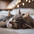 A pair of kittens napping together in a cozy bed1