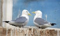 Pair of Kittiwake on window ledge in holiday town. UK.