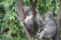 A pair of Koalas perched in a tree