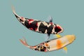 A pair of koi fish