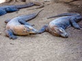 Pair of Komodo Dragons, relaxing in the sun, Rincha Island, flores, Indonesia Royalty Free Stock Photo