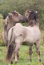 A Pair of Konik Horses Royalty Free Stock Photo