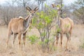 Kudu Antelope Royalty Free Stock Photo