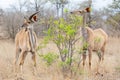 Kudu Antelope Royalty Free Stock Photo