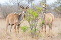 Kudu Antelope Pair Royalty Free Stock Photo